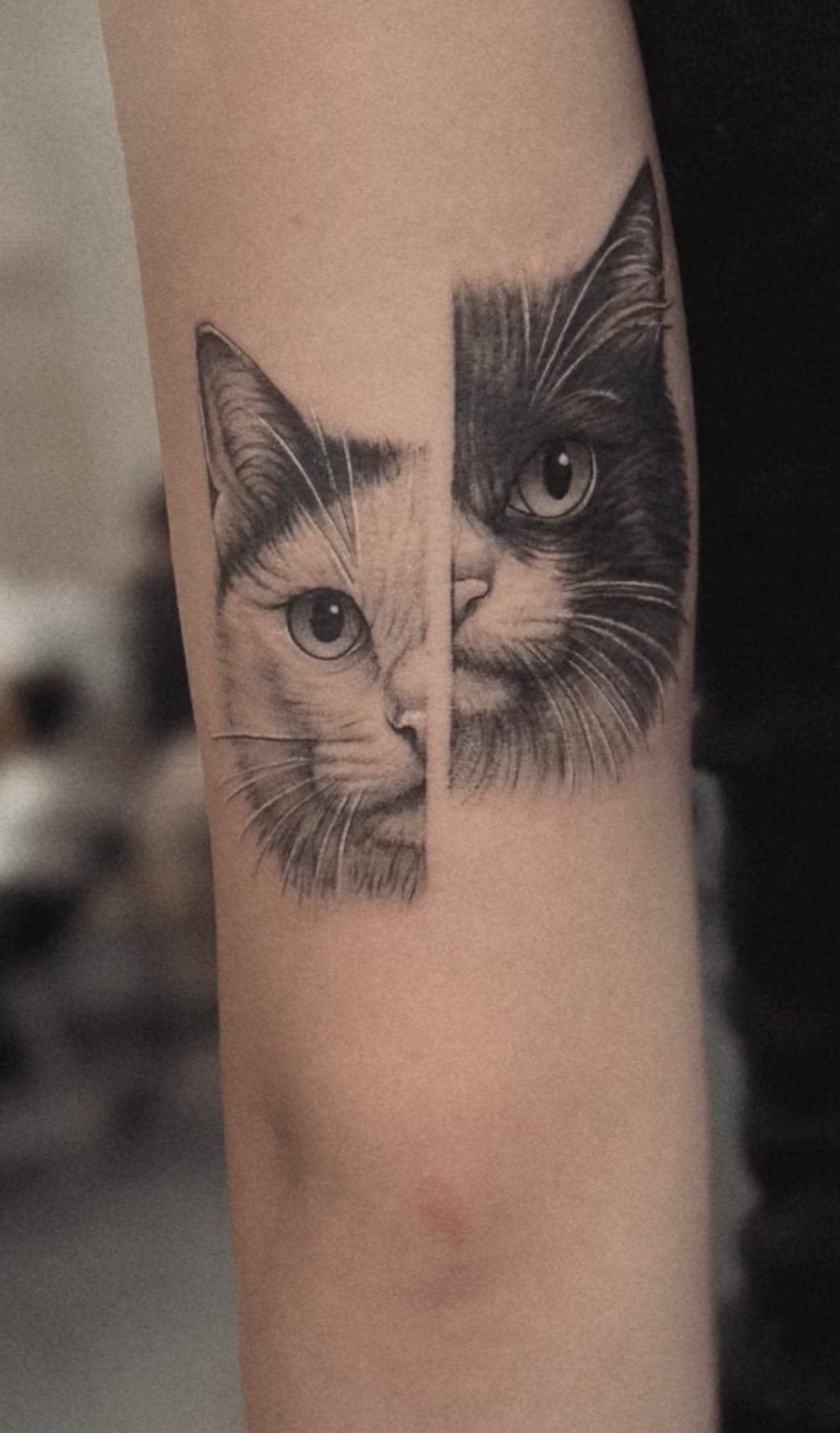 Dwa koty pół na pół — mikrorealizm black&grey